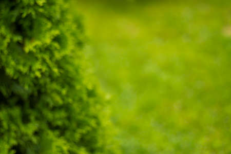 Blurred abstract background of green tree branch. Abstract beautiful backdrop for text or advertising. Green leaves and dewの写真素材