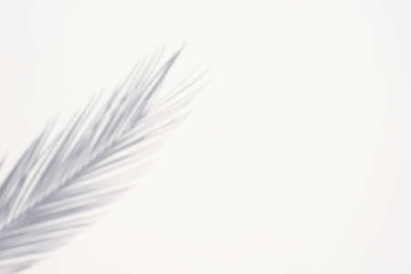 Trending concept in natural materials with palm shadow on white background. Presentation with...
