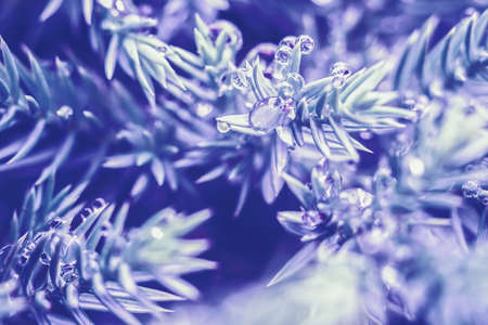 Super macro purple plant with a drop from the rain, gentle focus. Blurred background with natural bokeh. Defocus from trees. Abstract beautiful backdrop for text or advertising. Violet leaves and dewの写真素材