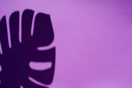 Trending concept in natural materials with palm leaves shadow on a purple background. Presentation...