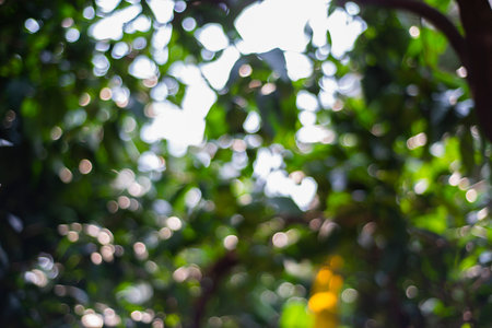 Natural green bokeh of tropical forest, blurred out of focus background. Dark summer sunlight defocus from trees. Abstract beautiful backdrop for text or advertising.の写真素材