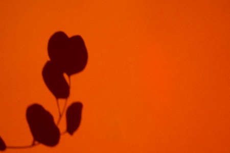 Trending concept in natural materials with eucalyptus leaves shadow on orange background. Presentation with daylight. Natural blurred shade. Summer sunlight from herb. Backdrop for text or advertising.の写真素材