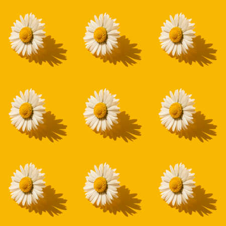 Chamomile bud with white petals with a drop of white cream isolated on yellow background. Flowers in...