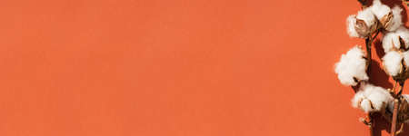 Terracotta color background with dry plants in top view . Presentation with daylight. Summer...