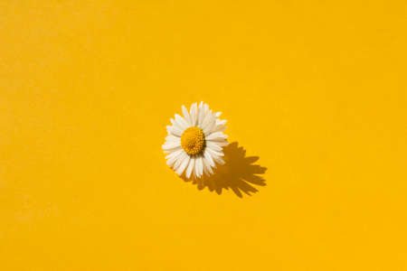 Chamomile bud with white petals isolated on yellow background. Flower in the center in sunlight with a beautiful shadow. Aromatherapy and herbal ingredients for cosmetics.の写真素材