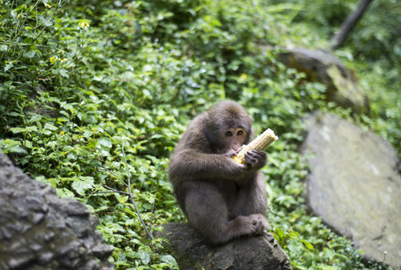 Emeishan monkeyの写真素材