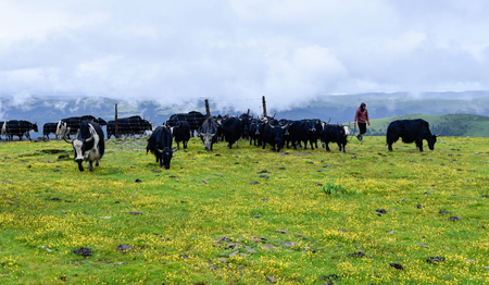 herdsman on grasslandのeditorial素材