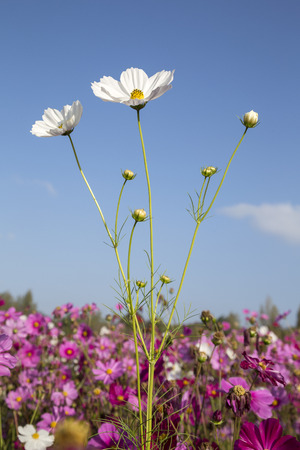 White Cosmosの写真素材
