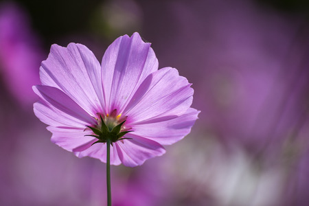 violet cosmosの写真素材