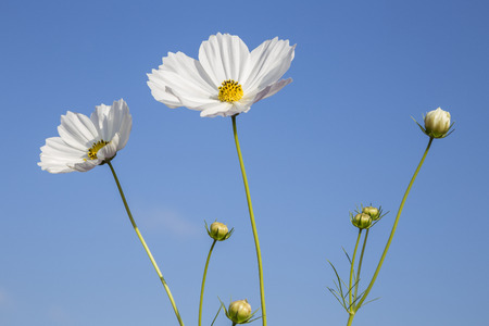 White cosmosの写真素材