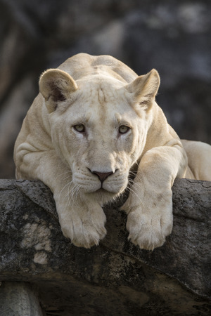 Lie down White Lionの写真素材