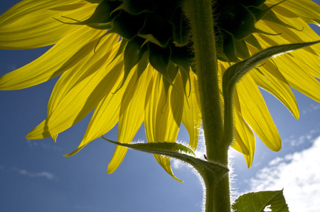 Backlit Sunflowerの写真素材