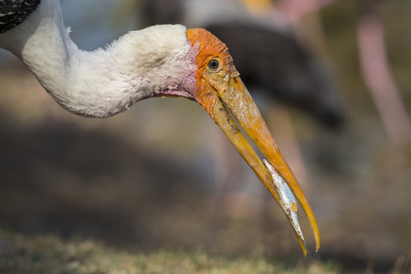 Painted Stork Bird   fishの写真素材