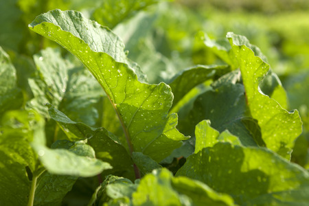 Green vagetable on farm