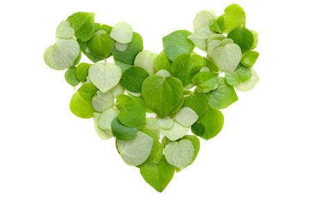 Group of heart by green heart shape leafsの写真素材