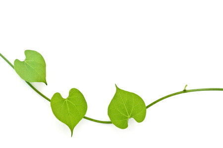 Heart shape by green leafの写真素材