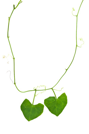 Nature heart necklaceの写真素材