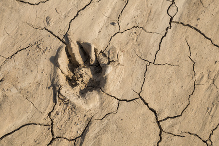 footprint of something on the crack groundの写真素材