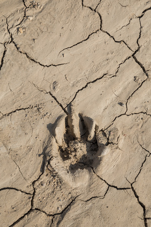footprint of something on the crack groundの写真素材