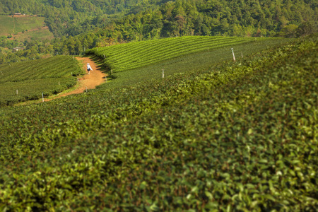 Atmosheric in the sunshine day on a tea farm from Chiang-rai, the north of Thailand の写真素材