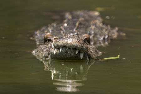 Crocodile swimming close-up to the viewer, hunting of the river の写真素材