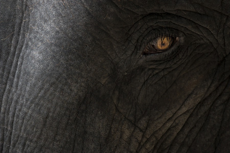 Eye of a big elephant with detail of skin texture の写真素材