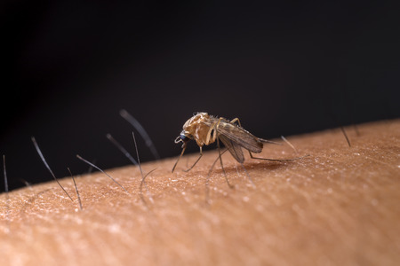 Mosquito prepare to suck the human blood の写真素材