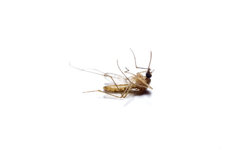 Dead mosquito lie-down on white background の写真素材