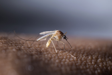 Mosquito prepare to suck the human blood の写真素材