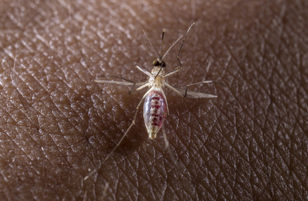 The full mosquito up side on the skin の写真素材