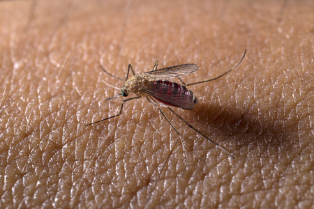 Full blood mosquito on the bare skin の写真素材