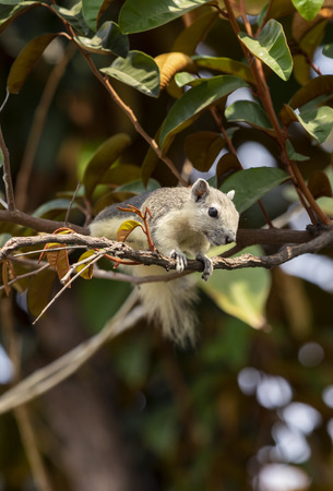 White tropical squirrel looking on the tree.の写真素材