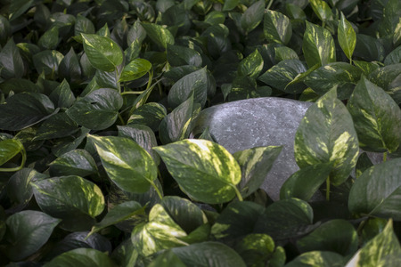 Hidden rock in the green leaf surrounding shallow focus.の写真素材