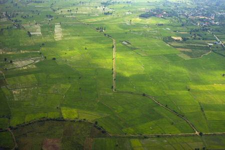 Green rice field with the road pass through from top viewの写真素材