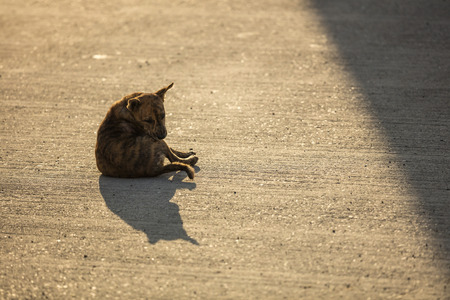 A brown homeless dog on the road with sunlightの写真素材