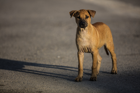 A brown homeless dog looking for food in the sunlight with shadowの写真素材
