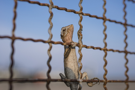 A brown chameleon on the fence with sunlight blue sky backgroundの写真素材