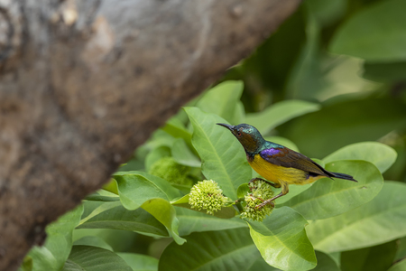 The colorful Brown-throated sunbird on the flower tree in the gardenの写真素材