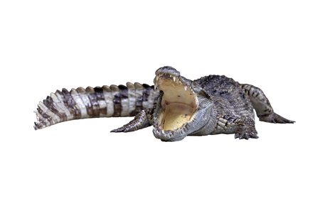 An wide open mount crocodile crawling on the floor isolated on white background shallow focusの写真素材
