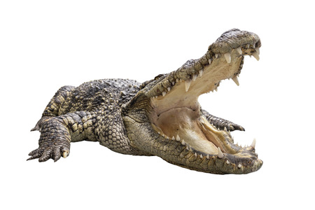A wide open mount crocodile crawling on the floor isolated on white background shallow focusの写真素材