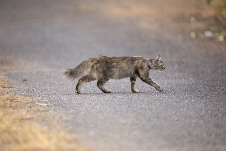 A cat stalking on the ground preparing to hunting shallow focusの写真素材