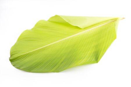 A green clear banana leaf with line pattern isolated on white backgroundの写真素材