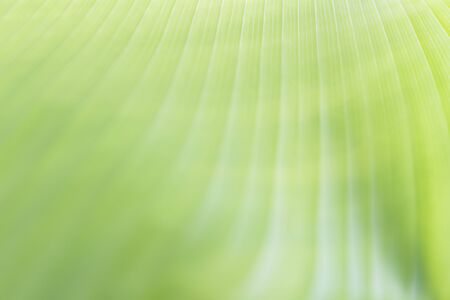A green banana leaf with line background shallow focus fill in frameの写真素材