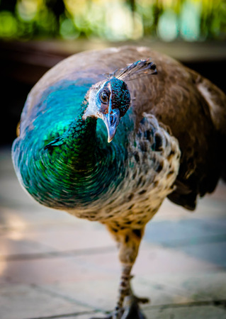Portrait of pheasant bird with feathers outの写真素材