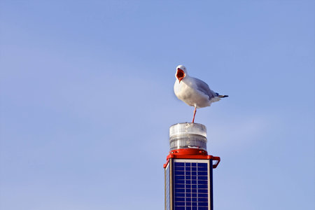 One-legged seagull with opened beak on the pile on the skies backgroundの写真素材