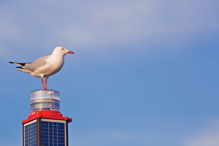 White seagull on a pile with skyes on a backgroundの写真素材