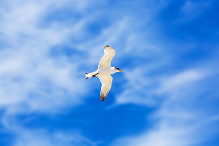 Seagull flying in blue skyの写真素材