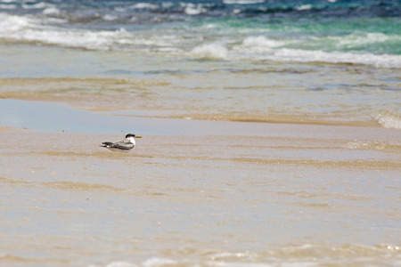 Seagull staying in the water on shoreの写真素材
