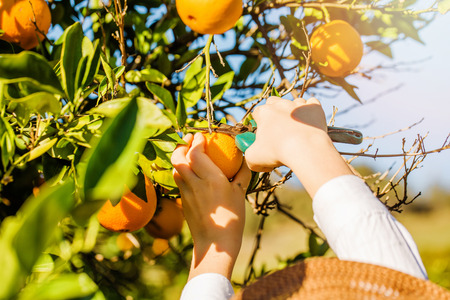 Boy picking mandarins at citrus farm on sunny summer day. Family healthy, fun activity on holidays conceptの写真素材