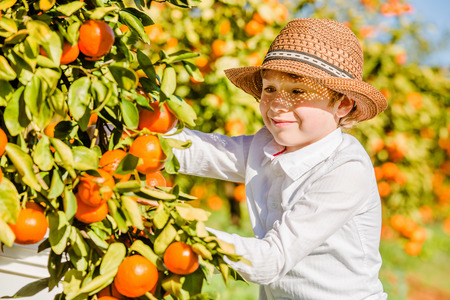 Portrait of attractive cute young boy picking mandarins at citrus farm on sunny summer day. Family healthy, fun activity on holidays conceptの写真素材